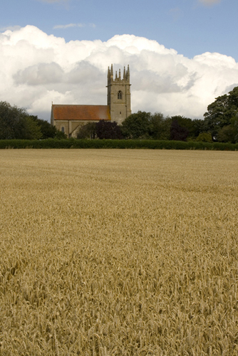 Wheat field in Linconshire