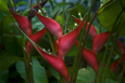 Exotic red flower in Botanic garden, Oxford